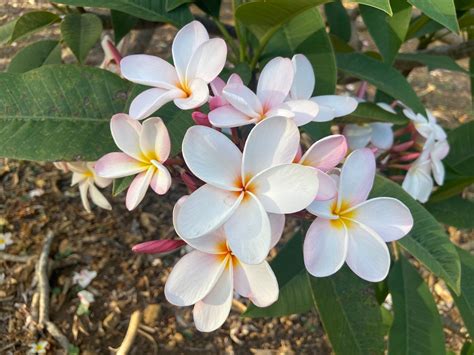 are there plants similar to plumeria that are not poisonous